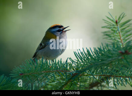 Firecrest maschio (Regulus ignicapilla) cantare in un albero di pino Foto Stock