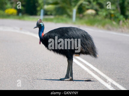 Casuario meridionale (Casuarius casuarius) attraversando una strada in Mission Beach, Australia Foto Stock