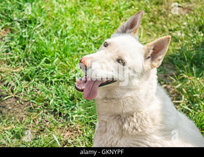 Husky bianco seduto sull'erba outdoor closeup Foto Stock