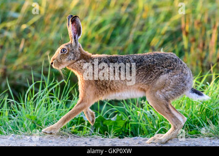 Animali, djur, orecchie, erba, gräs, lepre, lepri e leporidi, Lepus timidus, öron Foto Stock