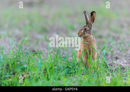 Lepre, djur, gräs, öron, leporidi, Lepus timidus, lepre, animali, erba, orecchie, lepri, Foto Stock