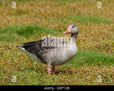 Oca Graylag in piedi sul suolo in fiori gialli Foto Stock