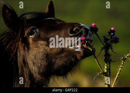 Momento coccolone come questo nero pony Dartmoor tenta di mangiare a thistle con rosa grazioso fiori viola Foto Stock