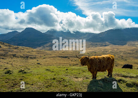 Highland vacca e il Rum Coullin montagne (Trollaval a sinistra) da Glen Harris, Isola di Rum, Scotland, Regno Unito Foto Stock