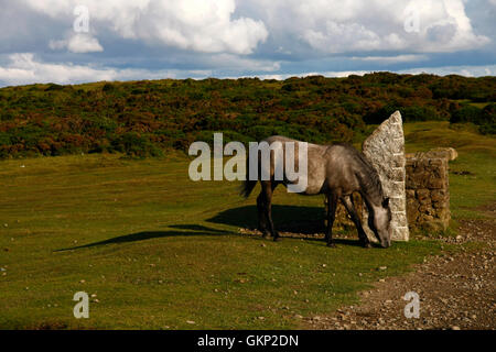Grey Hill pony al pascolo intorno un post di granito su hayTor superiore del parco auto guardando verso Pinchaford sfera Foto Stock