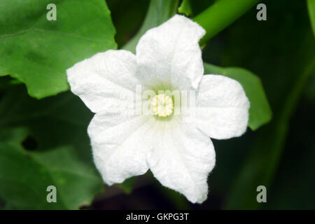 Edera naturale fiori di zucca con foglie verdi di sfondo (chiamato anche come coccinia grandis, tailandese spinaci, pak tam lueng, amaro gour Foto Stock