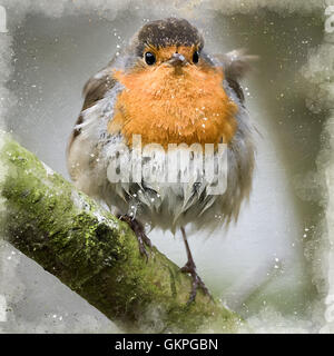 Acquerello digitale dalla fotografia di un Europeo Robin Foto Stock