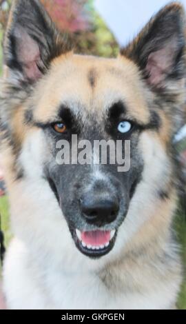 German shepard alsation cane con due diversi occhi colorati Foto Stock