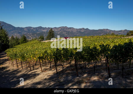 Vigneto di uva, uva dei vigneti, vigneto, vigneti Vigneti a scacchiera, cantina, Diamond Mountain, Calistoga, Napa Valley, California Foto Stock