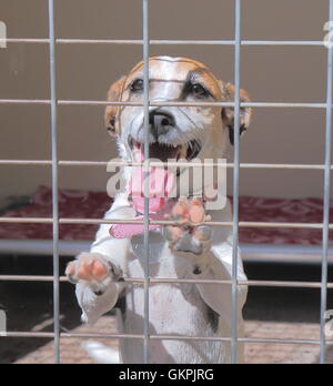 Lost Dog attende un nuovo proprietario Foto Stock