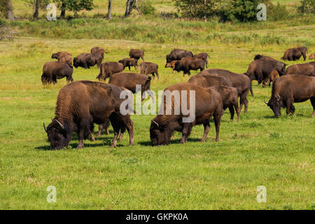 Mandria di bisonti americani (Bison bison), anche comunemente noto come il bufalo americano o semplicemente buffalo grazzing sulla prateria verde Foto Stock