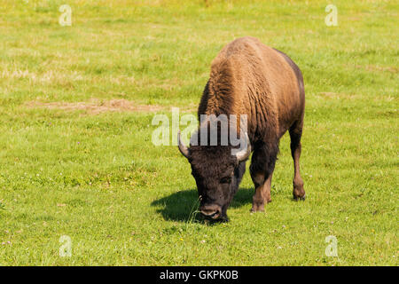 Mandria di bisonti americani (Bison bison), anche comunemente noto come il bufalo americano o semplicemente buffalo grazzing sulla prateria verde Foto Stock