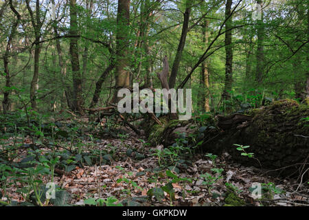 Vecchio caduto albero marcio che stabilisce in una foresta naturale / Naturwaldzelle / Urspruenglicher Laubwald. Foto Stock