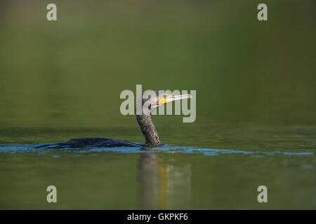 Cormorano Phalacrocorax carbo sinensis / Kormoran ( Phalacrocorax carbo ) mostra il tipico comportamento, in tipica posa mentre nuoto intorno per la caccia. Foto Stock