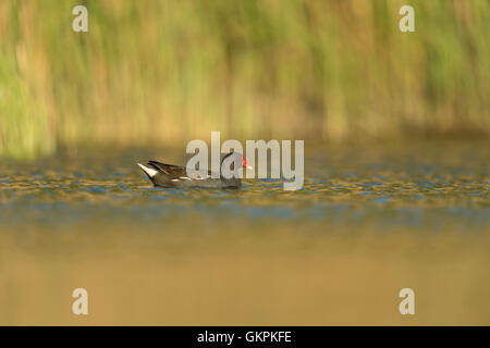 Comuni / Moorhen Teichralle / Teichhuhn ( Gallinula chloropus ) nuoto, habitat tipico, meravigliosa luce, naturale circostante. Foto Stock