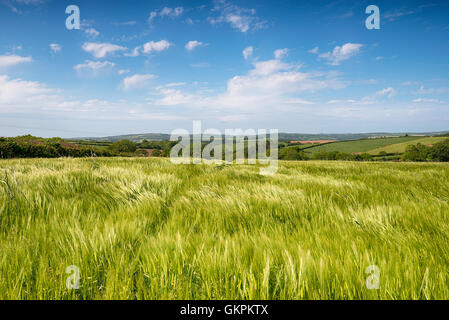 Un rigoglioso campo di orzo estivo cresce vicino al West Taphouse nella campagna della Cornovaglia Foto Stock
