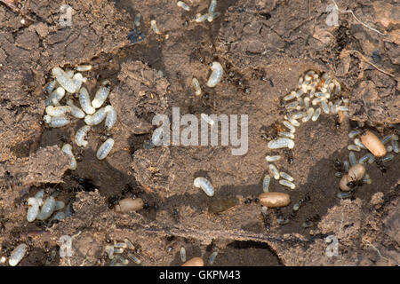 Esposto il nido di nero garden le formiche Lasius niger, con lavoratori, larve e bozzoli in gallerie Foto Stock