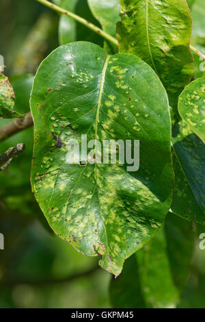 Primi danni causati da pera blister in foglia acaro, Eriophyes pyri, alle foglie di un albero di pera, Berkshire, Giugno Foto Stock