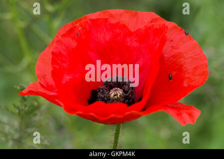 Fiore di un rosso papavero di mais, Papaver rhoeas, delicato con centro scuro marcature, Berkshire, Giugno Foto Stock