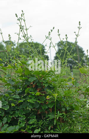 Cleavers, Galium aparine, erbacce arrampicata attraverso e al di sopra di un giovane siepe di faggio, Berkshire, Giugno Foto Stock