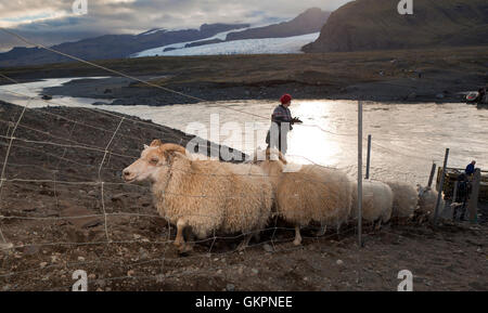 Pecore round-up, Breidarmerkurjokull ghiacciaio in background, Islanda Orientale Foto Stock