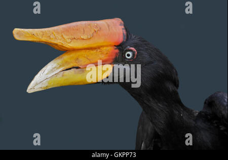 Rhinoceros Hornbill (buceros rhinoceros) femmina Foto Stock