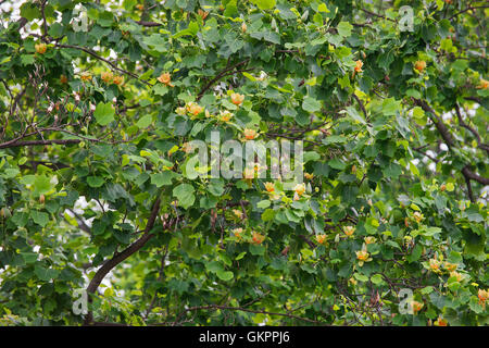 Albero dei tulipani in fiore Foto Stock