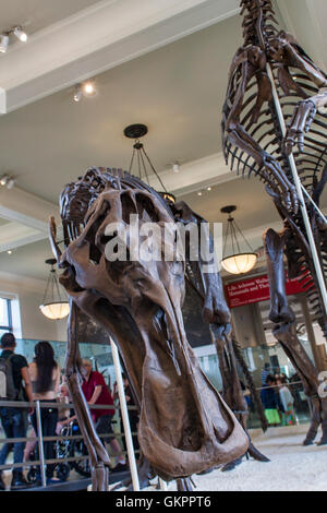 Anatotitan copei dal Museo Americano di Storia Naturale di New York. Foto Stock