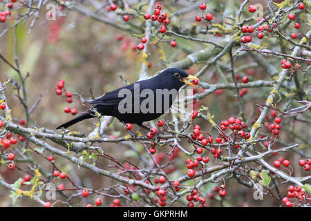 Merlo su albero di biancospino mangiare a bacca rossa Foto Stock