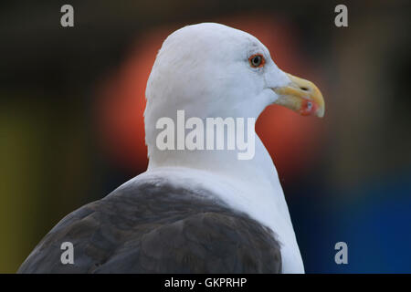 La testa e la parte superiore del corpo colpo di grande nero-backed gull Foto Stock