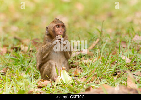 Monkey mangiare semi di loto Foto Stock