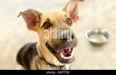 Happy dog bowl è un adorabile cane cercando e trepidante attesa per il suo cibo. Foto Stock