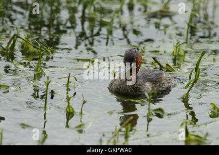 Il Tuffetto (Tachybaptus ruficollis) in acqua con una bella costa sfocata in background. Foto Stock