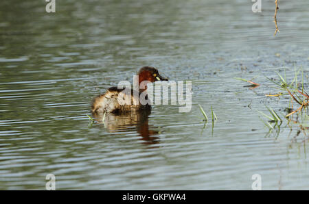 Il Tuffetto (Tachybaptus ruficollis) in acqua con una bella costa sfocata in background. Foto Stock