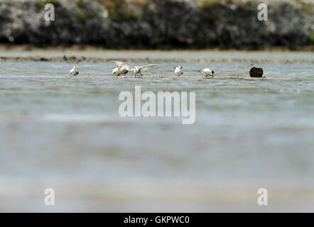 Seagull in salina Foto Stock