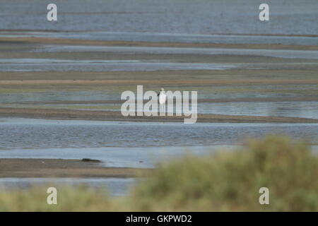 Elefante godendo di vitello in acqua di lago in habitat naturali Foto Stock