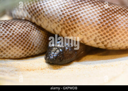 A testa nera Python (Aspidites melanocephalus), Australia crescono fino a 3 metri e non sono velenosi ed innocua per gli esseri umani Foto Stock