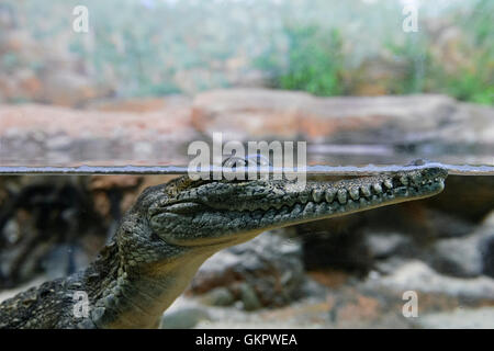 Giovani coccodrillo di acqua dolce (Crocodylus johnstoni), Australia Foto Stock