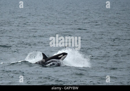 Killer Whale nel nord dell'Islanda Foto Stock