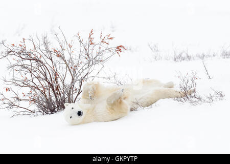 Orso polare madre (Ursus maritimus) scorrevole verso il basso, pulizia la sua pelliccia, Wapusk National Park, Manitoba, Canada Foto Stock