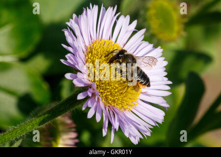 Patchwork foglia-Cutter Bee Megachile centuncularis adulto Alimentazione sul mare di fiori a margherita Foto Stock