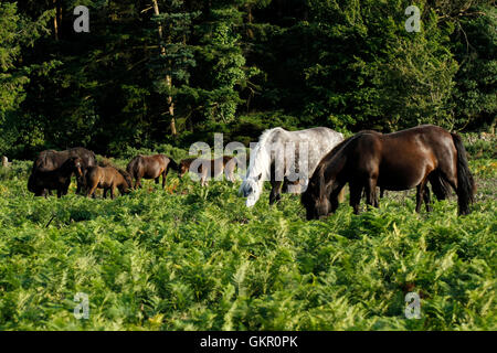 Dartmoor pony vagano liberi sulla brughiera, pascolo pacificamente in bracken, Wild & free Foto Stock