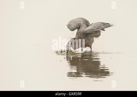 Reddish garzetta (Egretta rufescens) Foto Stock