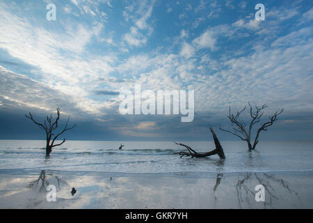 Sunrise, albero morto in fondali bassi di Oceano Atlantico, osso cantiere, Edisto Island, Botany Bay, Carolina del Sud e Stati Uniti d'America Foto Stock