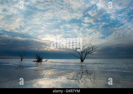 Sunrise, albero morto in fondali bassi di Oceano Atlantico, osso cantiere, Edisto Island, Botany Bay, Carolina del Sud e Stati Uniti d'America Foto Stock