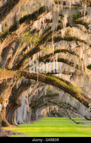 Live leccio (Quercus virginiana) e muschio Spagnolo (Tilandsia useneoides), Edisto Island, Carolina del Sud e Stati Uniti d'America Foto Stock