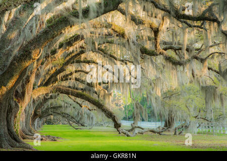 Live Oaks (Quercus virginiana) e Moss spagnolo (Tilandsia useneoides), Edisto Island, S. Carolina USA, di Bill Lea/Dembinsky Photo Assoc Foto Stock