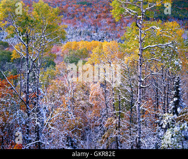 Neve mettendo in evidenza i colori autunnali, rame Paese membro foresta, Keweenaw Peninsula, Michigan e USA Foto Stock