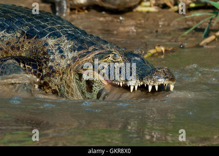 Caimano Yacare (yacare Caimano) con la sua testa in un fiume nel Pantanal, Brasile Foto Stock