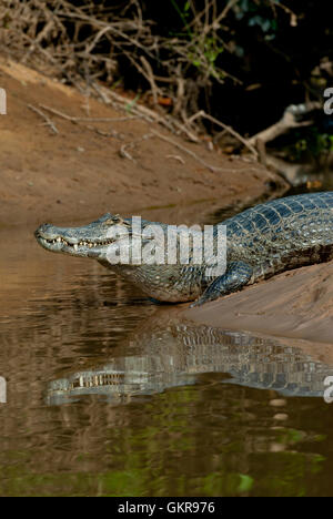 Caimano Yacare (yacare Caimano) su un argine del Pantanal, Brasile Foto Stock